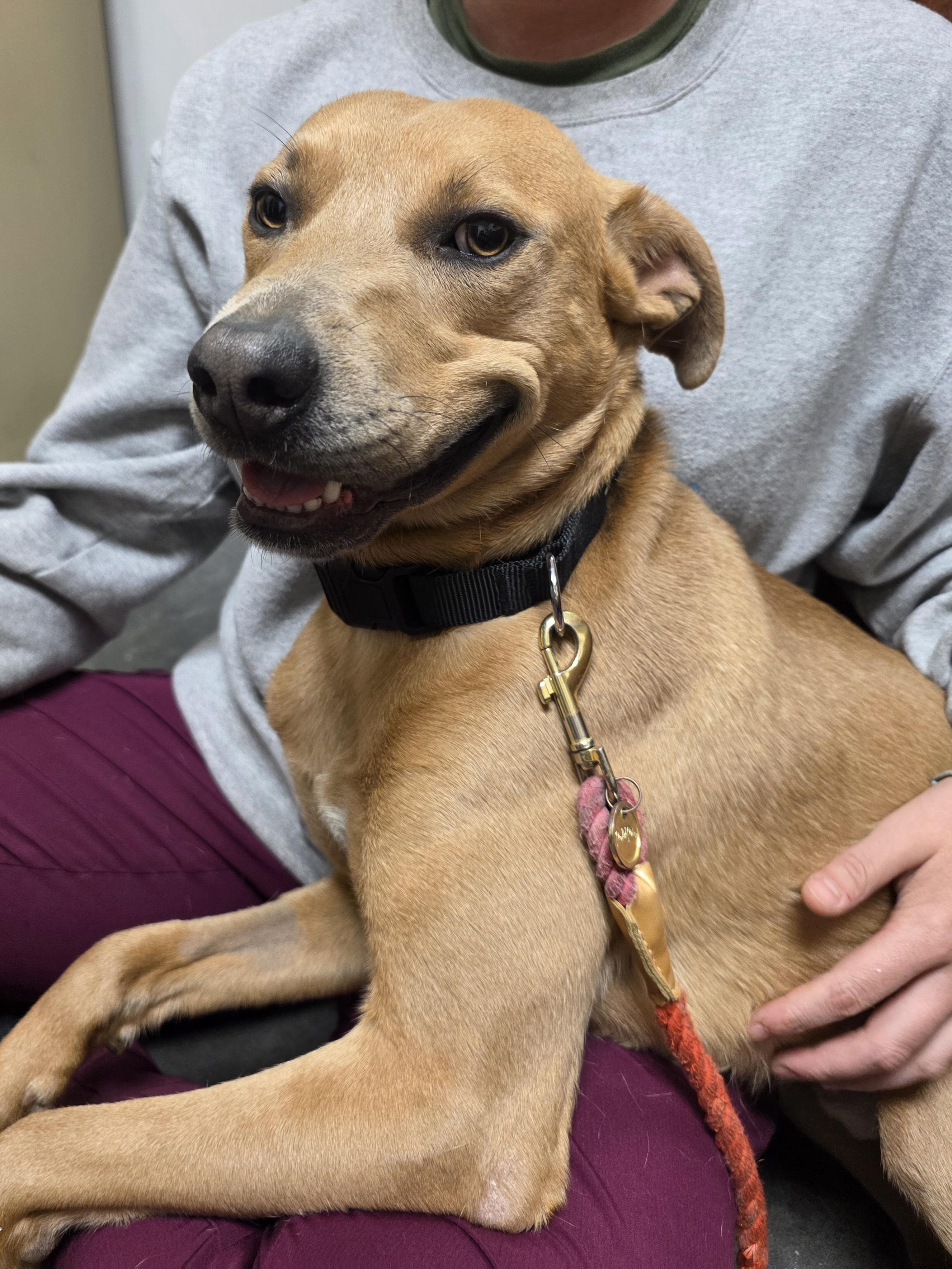 Enlarge Chester, a Adoptable mixed breed in Springfield, MO image 2/4