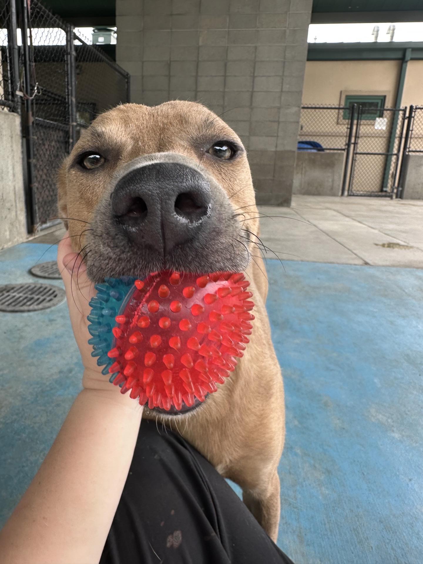Enlarge Chester, a Adoptable mixed breed in Springfield, MO image 3/4