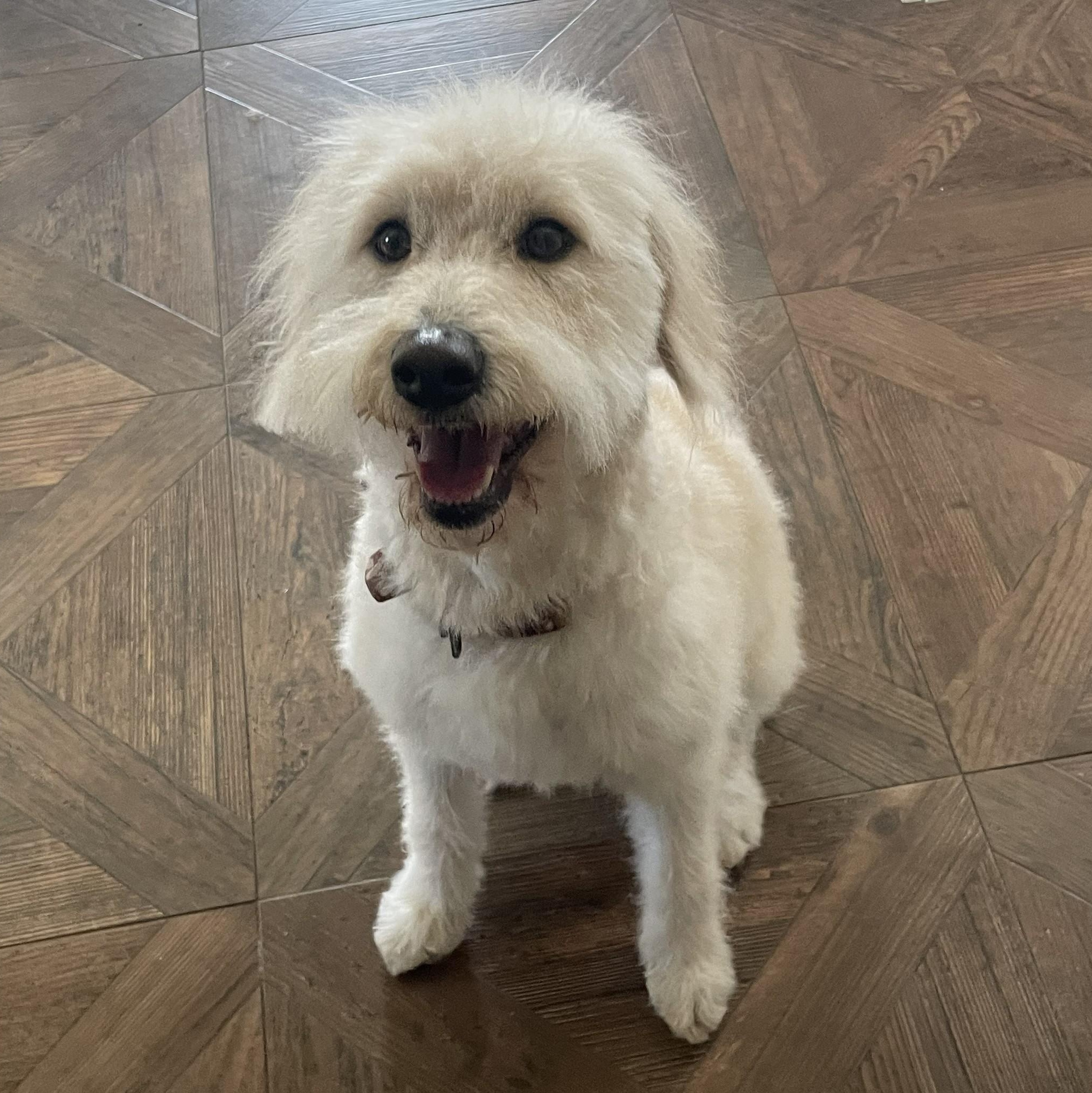 BELLA-NORTH CAROLINA, adopted, Adult Female Goldendoodle.