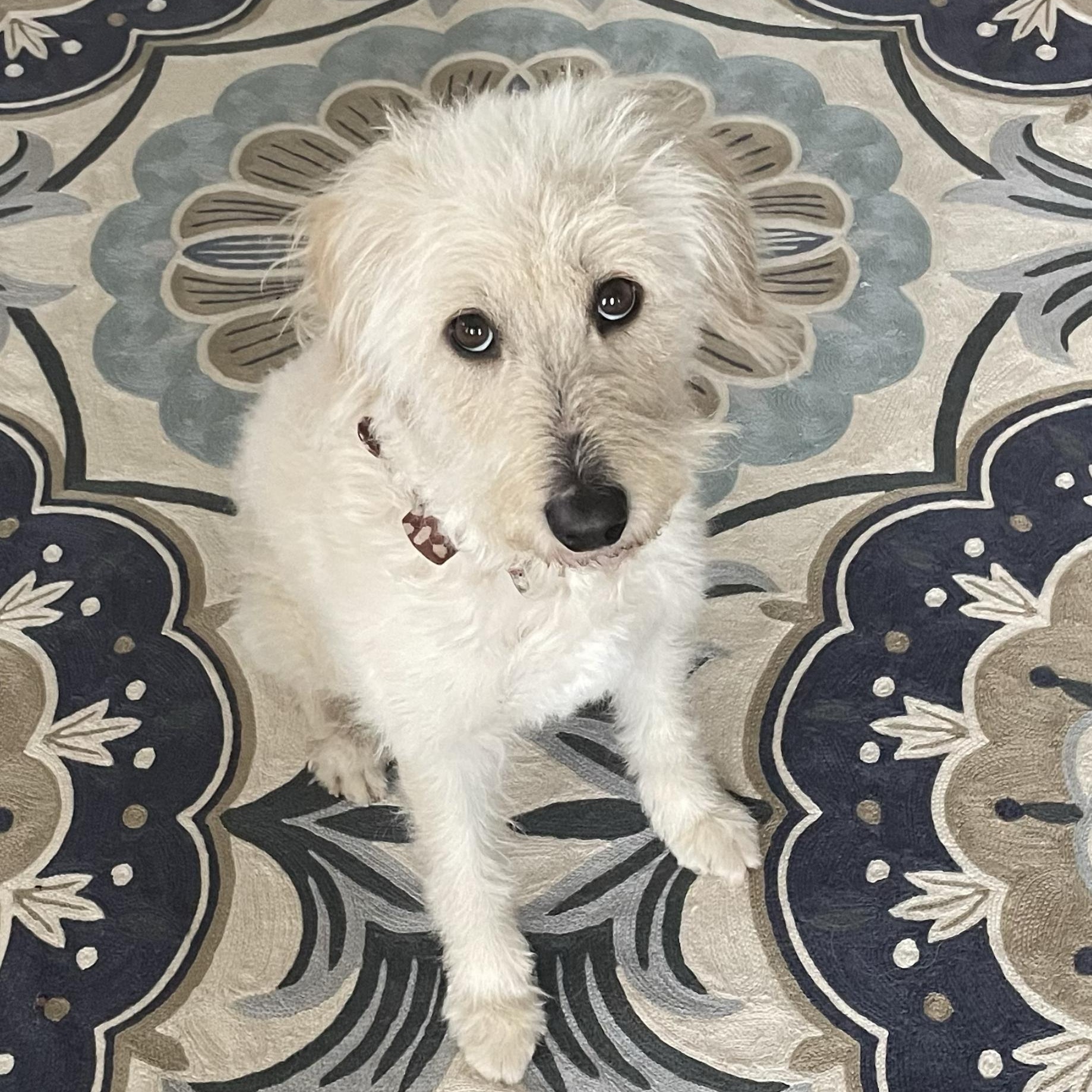 Enlarge BELLA-NORTH CAROLINA, an adopted Goldendoodle in Denver, NC image 2/6