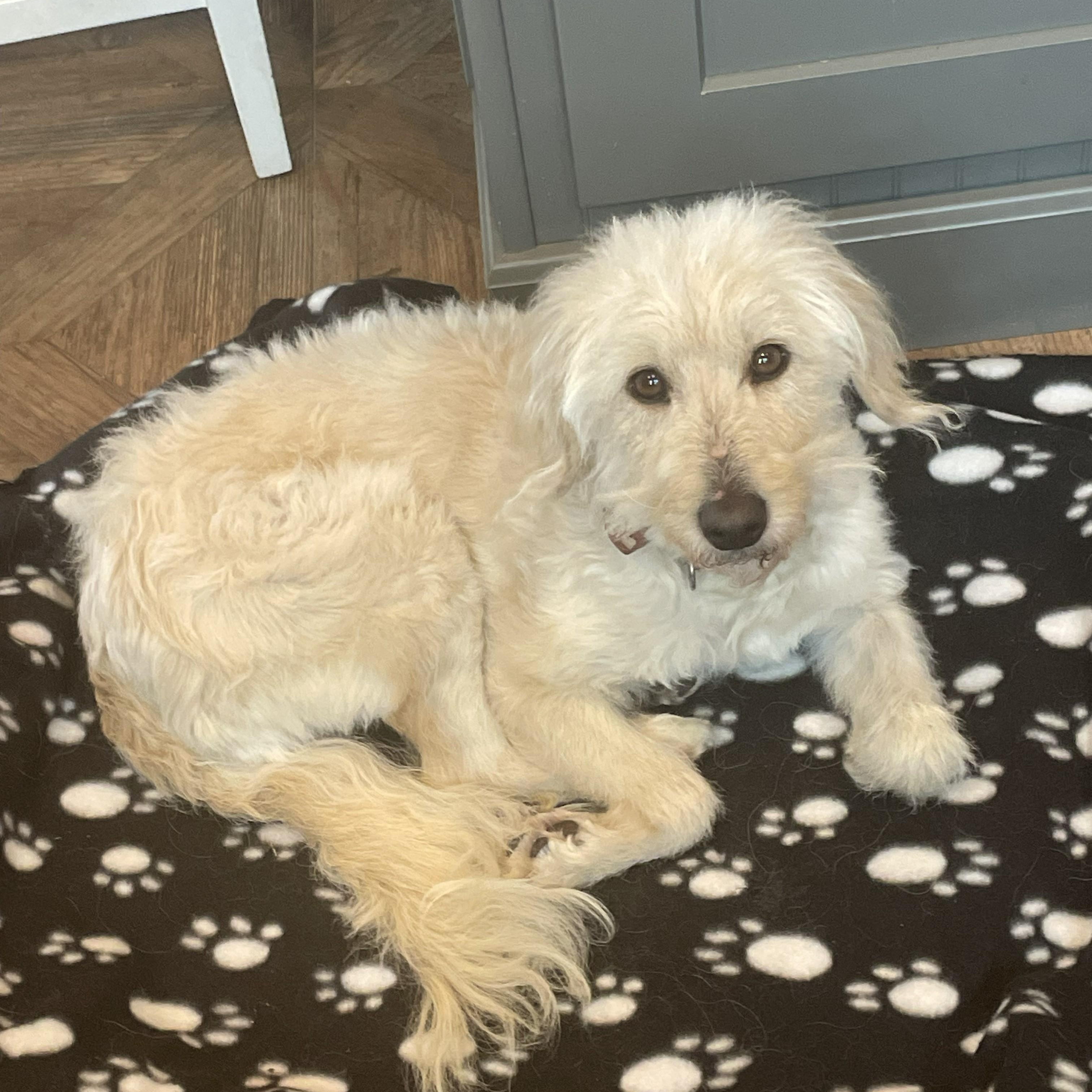 Enlarge BELLA-NORTH CAROLINA, an adopted Goldendoodle in Denver, NC image 3/6