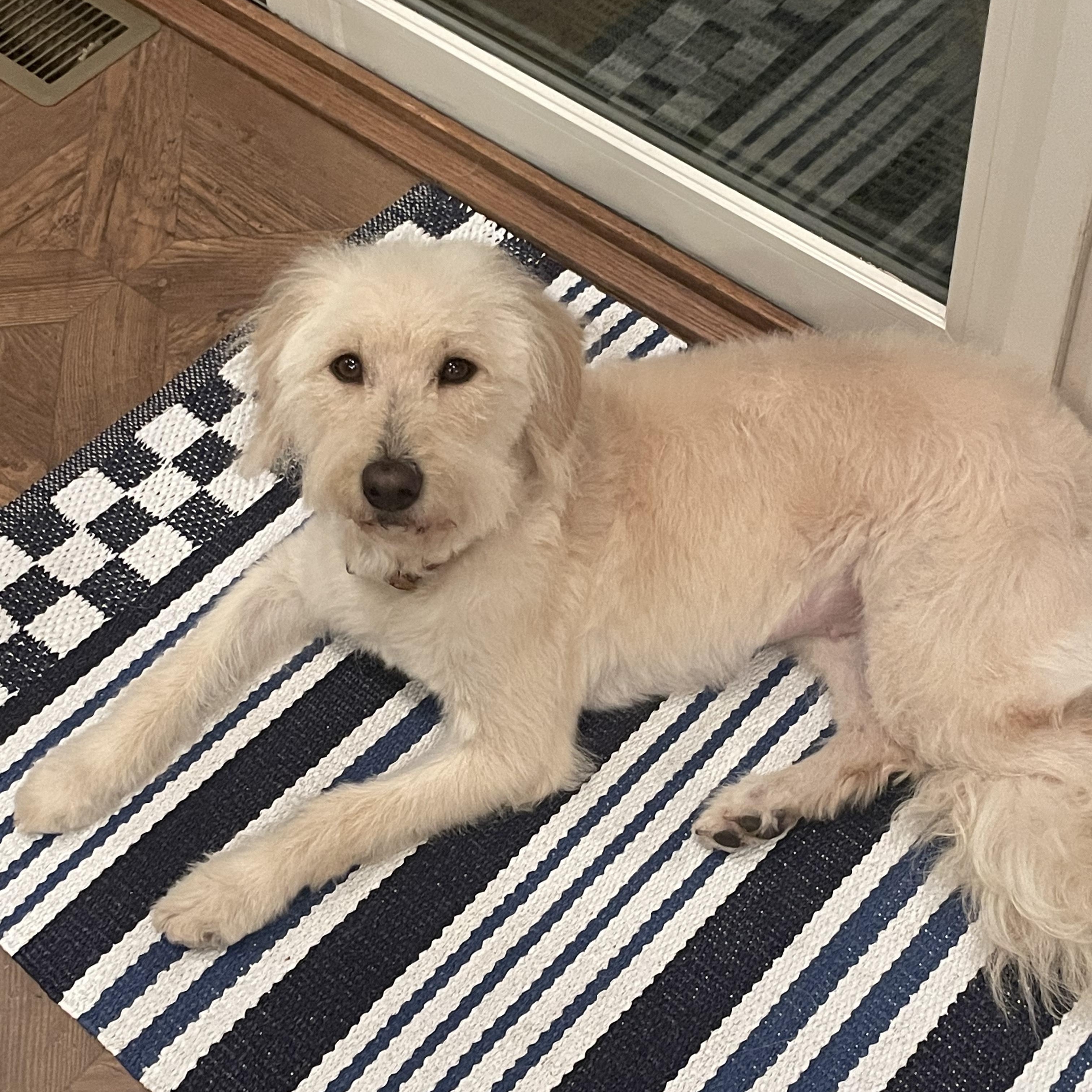 Enlarge BELLA-NORTH CAROLINA, an adopted Goldendoodle in Denver, NC image 4/6