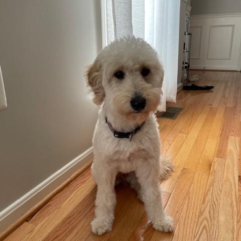 Enlarge BELLA-NORTH CAROLINA, an adopted Goldendoodle in Denver, NC image 5/6