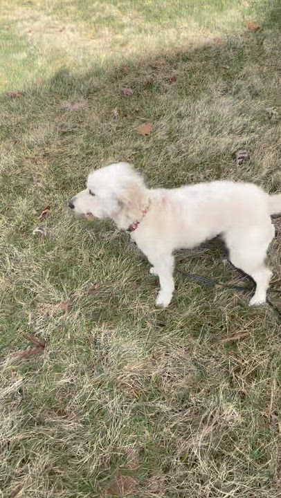 Enlarge BELLA-NORTH CAROLINA, an adopted Goldendoodle in Denver, NC video 6/6