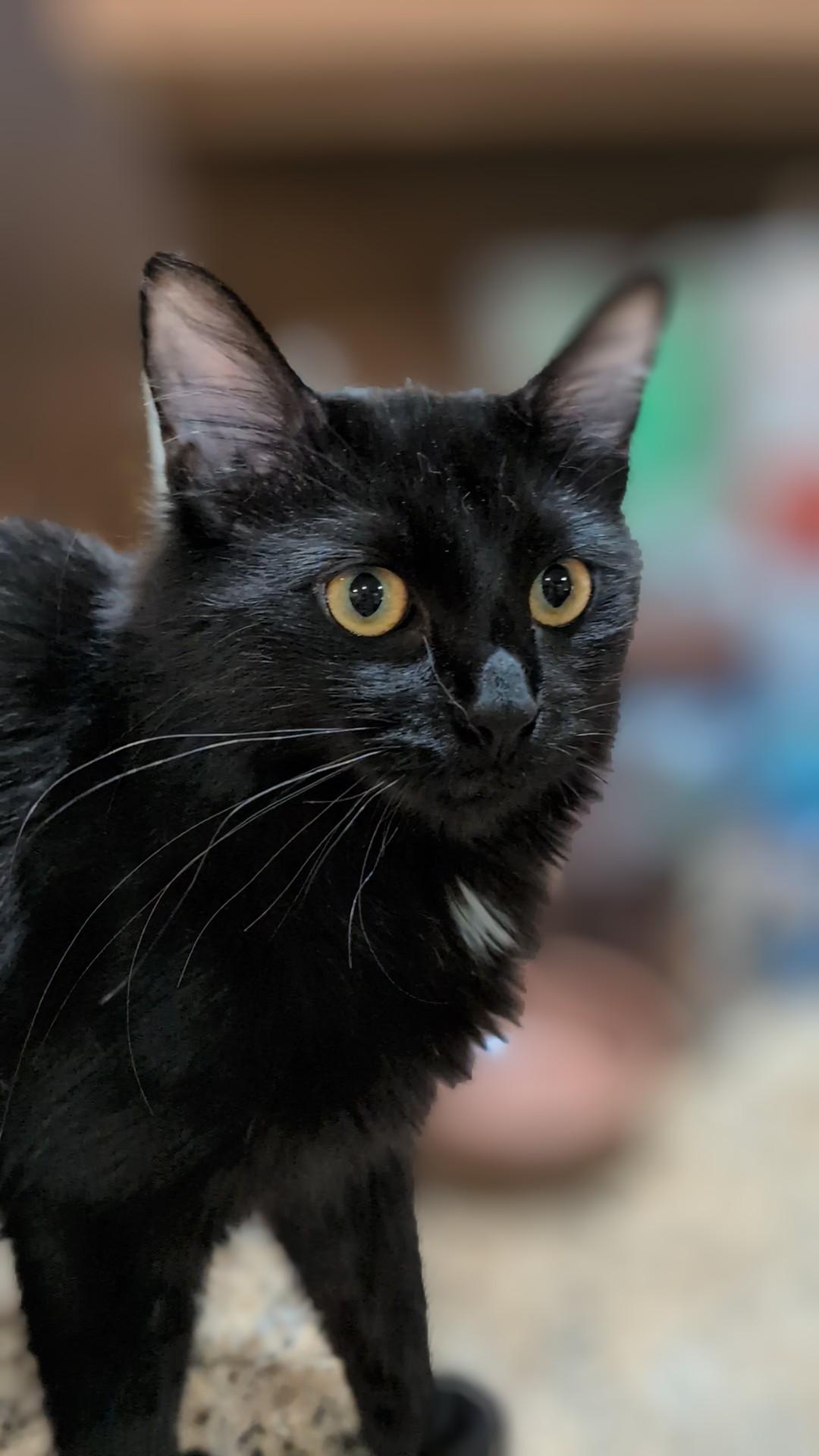 Petra (bonded to Stella) - ssb, ADOPTABLE, Kitten Female Domestic Medium Hair.