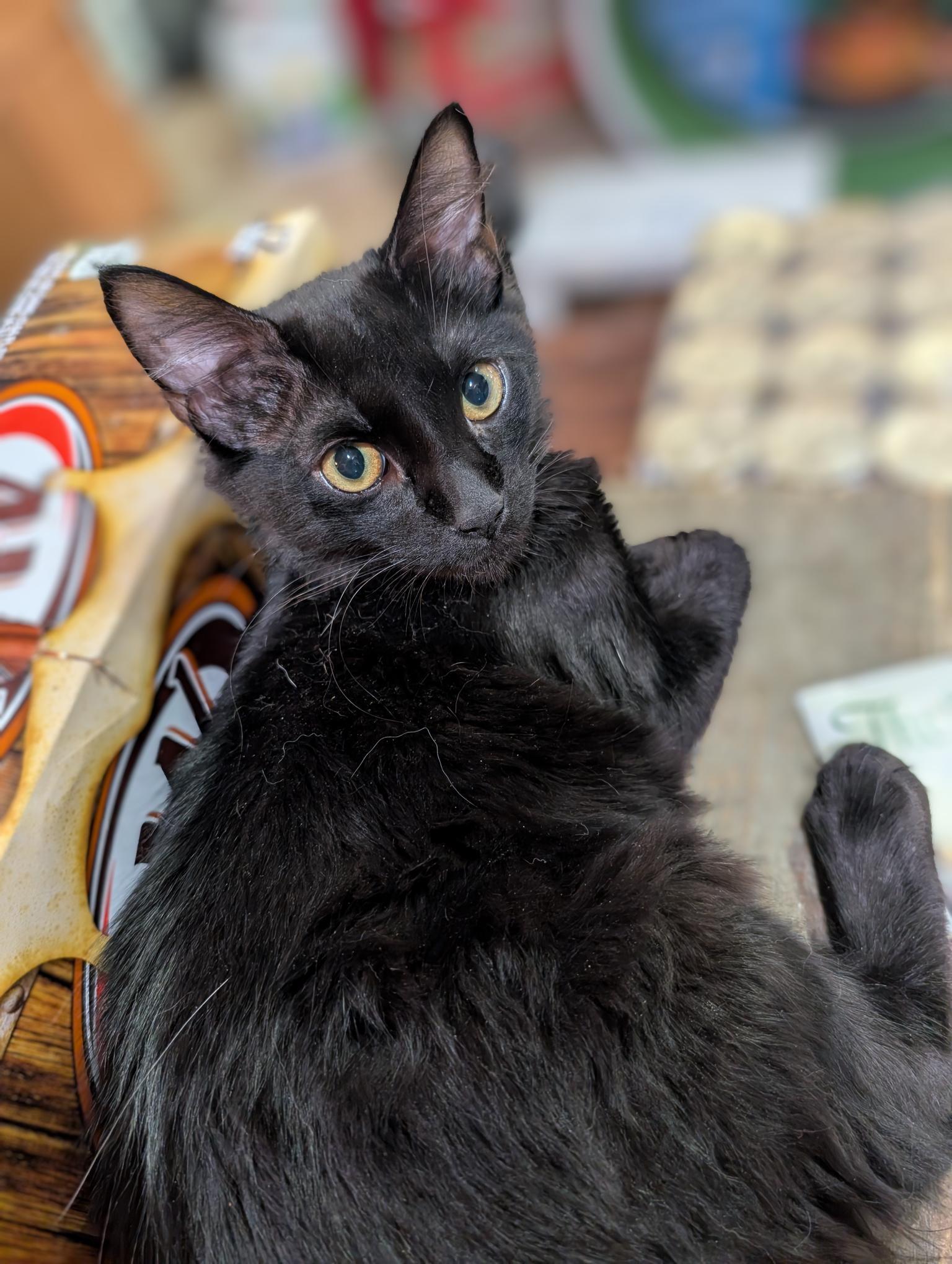 Petra and Stella - ssb, a ADOPTABLE Domestic Medium Hair in Burlington, WA image 5/6