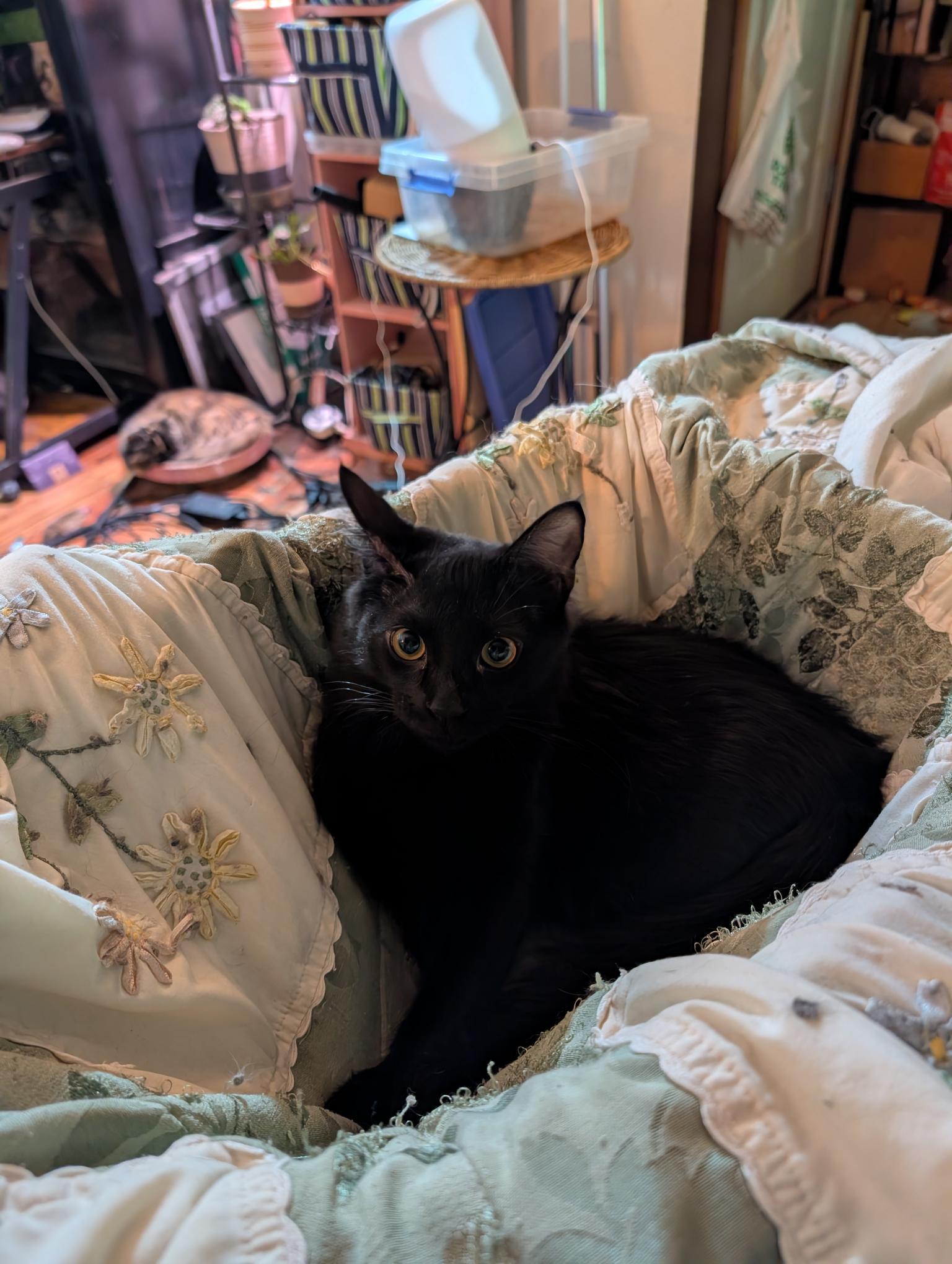 Petra and Stella - ssb, a ADOPTABLE Domestic Medium Hair in Burlington, WA image 3/6