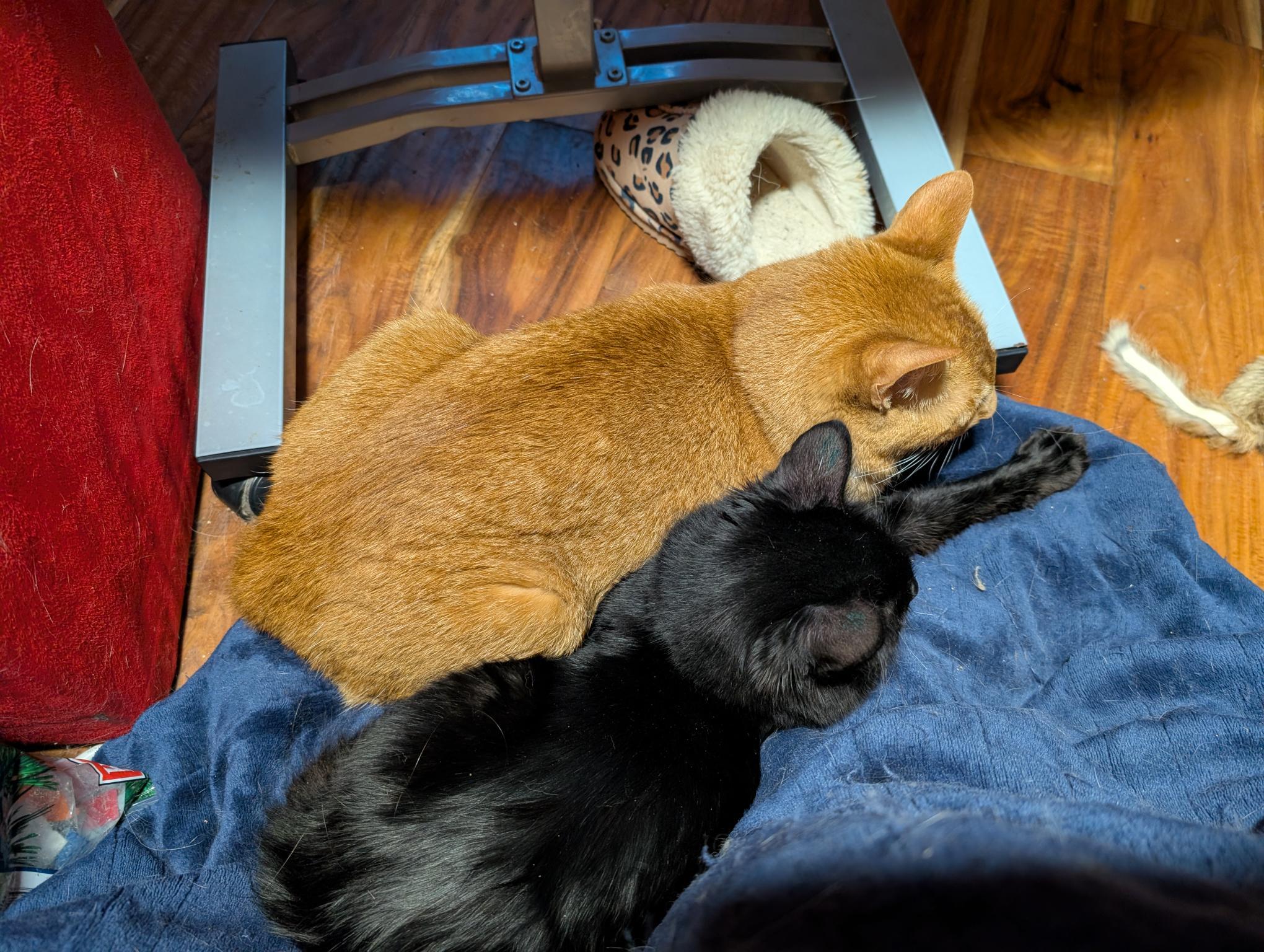Petra and Stella - ssb, a ADOPTABLE Domestic Medium Hair in Burlington, WA image 6/6