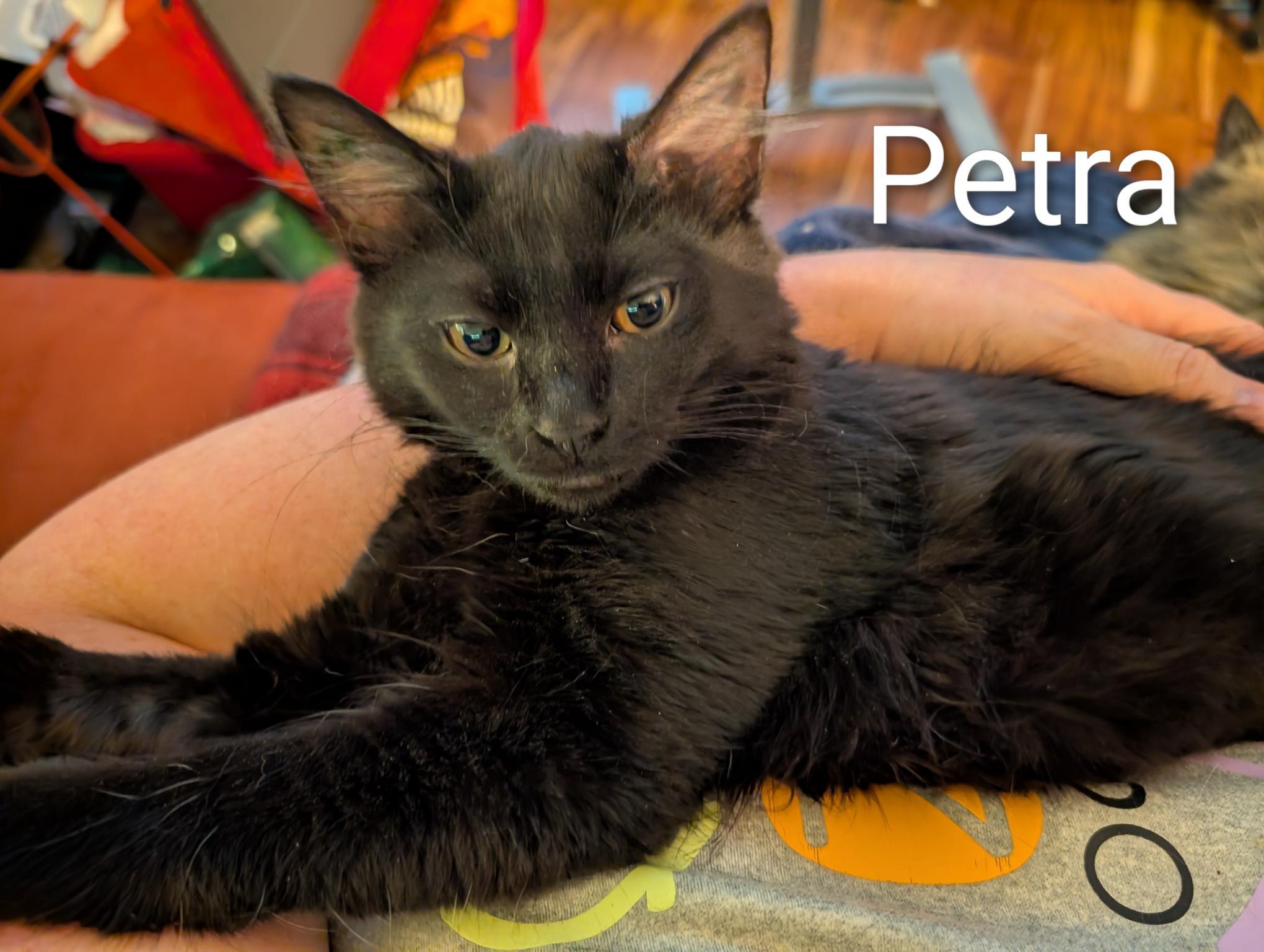 Enlarge Petra - ssb, a ADOPTABLE Domestic Medium Hair in Burlington, WA image 1/4