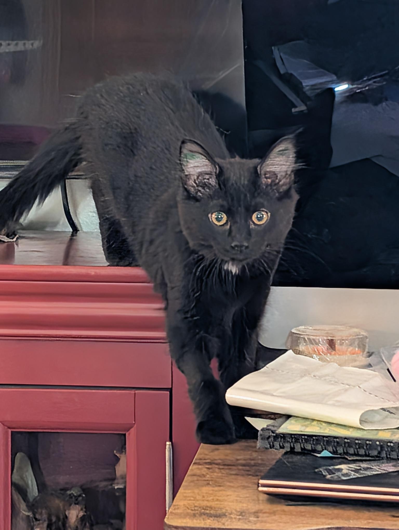 Enlarge Petra - ssb, a ADOPTABLE Domestic Medium Hair in Burlington, WA image 4/4