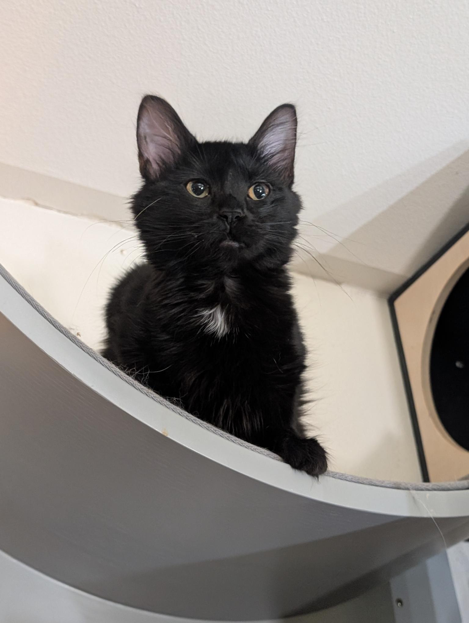 Petra and Stella - ssb, a ADOPTABLE Domestic Medium Hair in Burlington, WA image 4/6