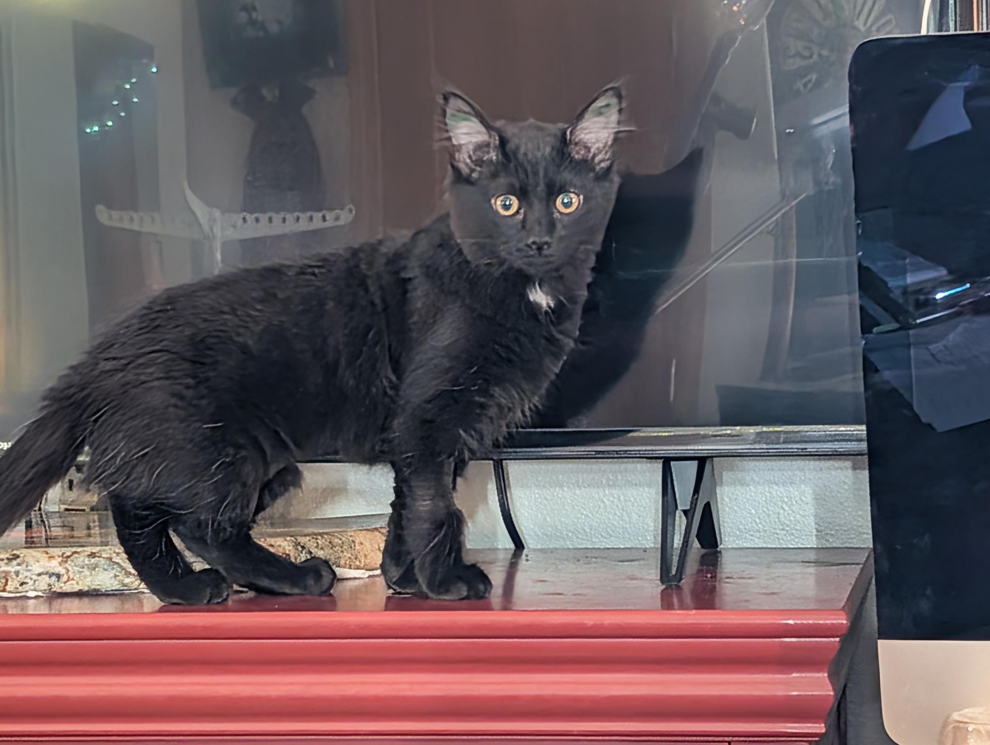 Enlarge Petra - ssb, a ADOPTABLE Domestic Medium Hair in Burlington, WA image 3/4