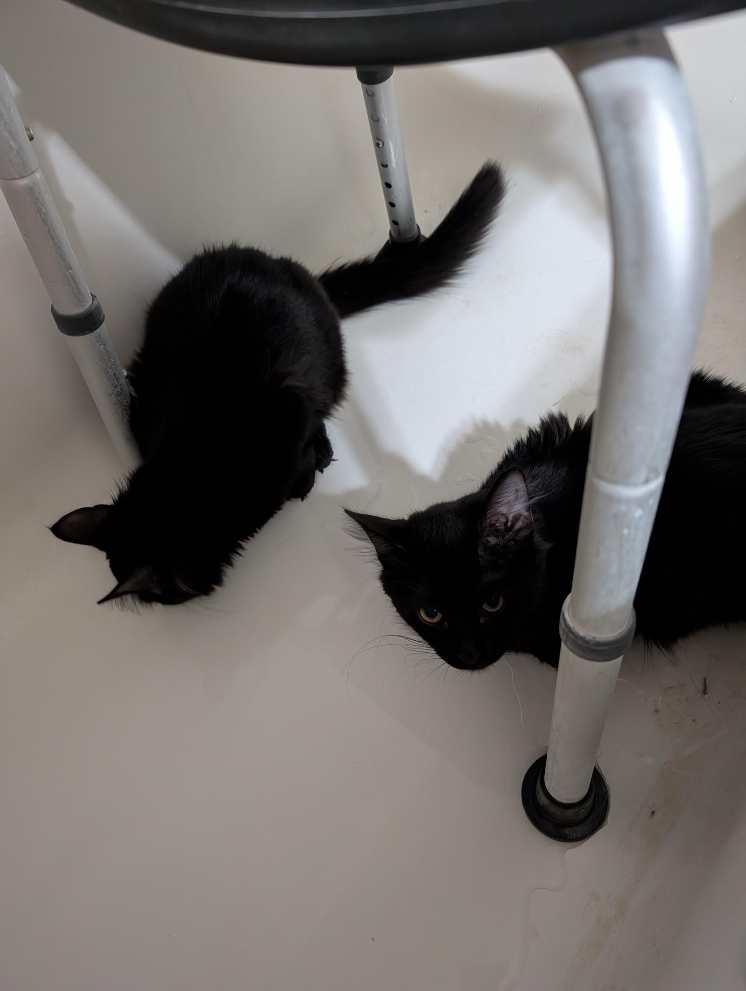 Petra and Stella - ssb, ADOPTABLE, Kitten Female Domestic Medium Hair.