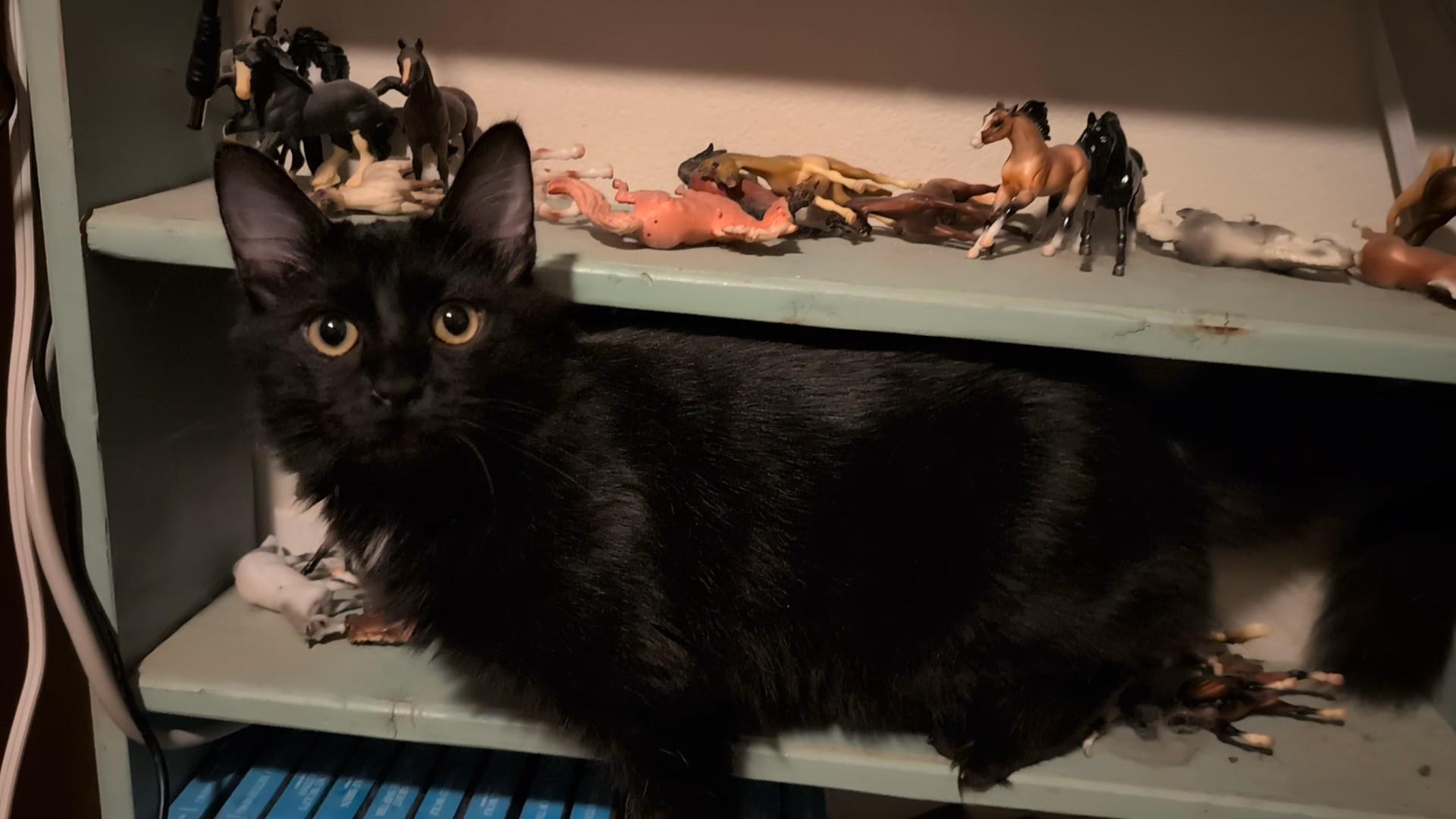 Petra (bonded to Stella) - ssb, a ADOPTABLE Domestic Medium Hair in Burlington, WA image 2/5