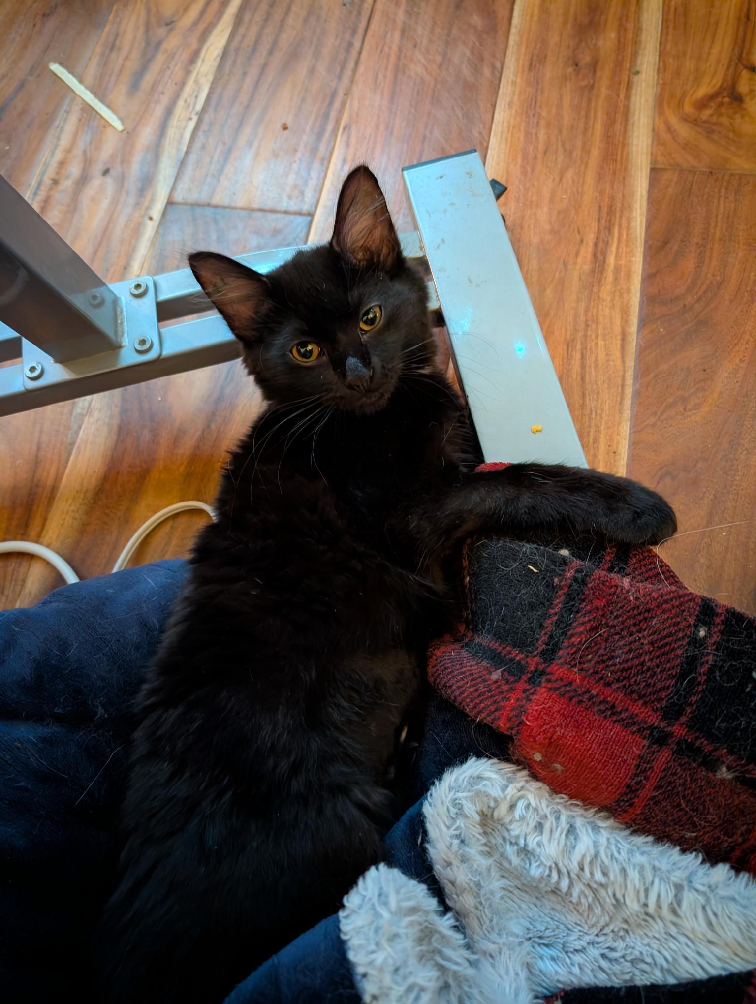 Enlarge Petra - ssb, a ADOPTABLE Domestic Medium Hair in Burlington, WA image 2/4