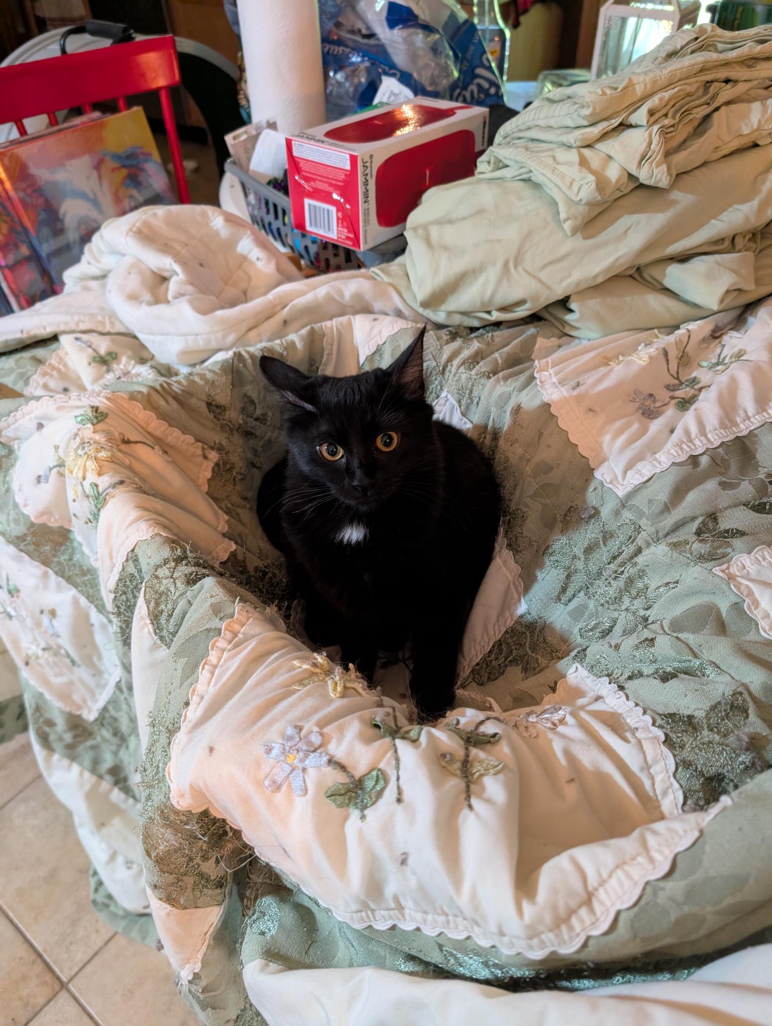 Petra and Stella - ssb, a ADOPTABLE Domestic Medium Hair in Burlington, WA image 2/6