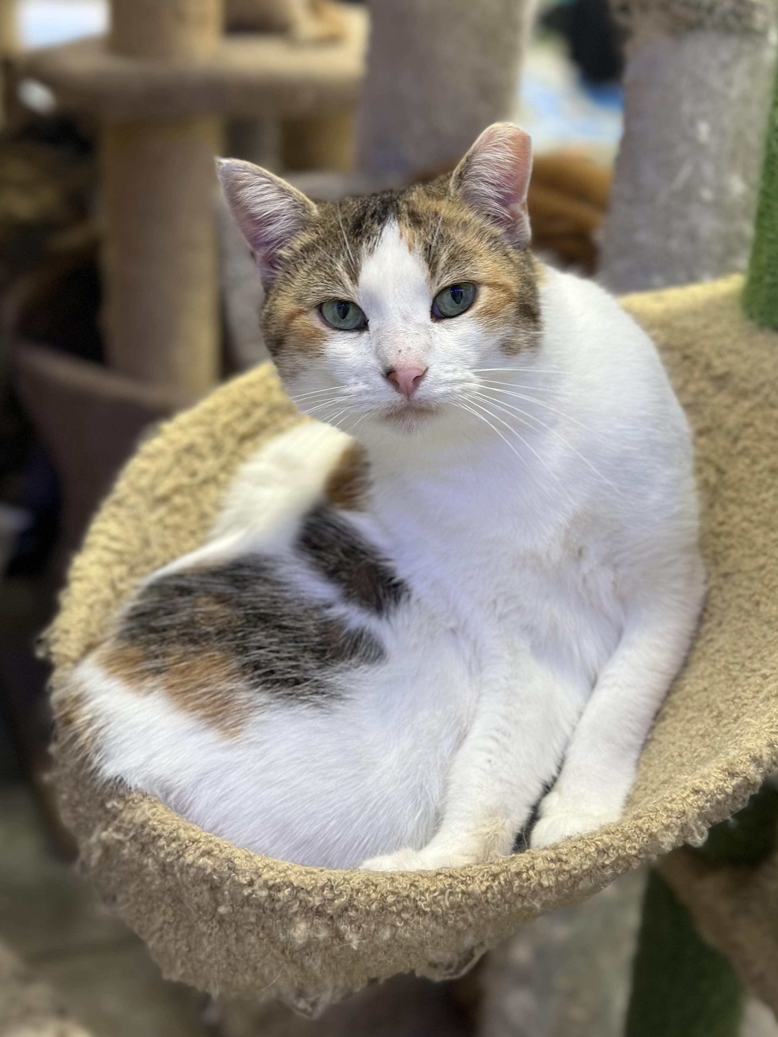 Autumn, a ADOPTABLE Domestic Short Hair in Faribault, MN image 3/5