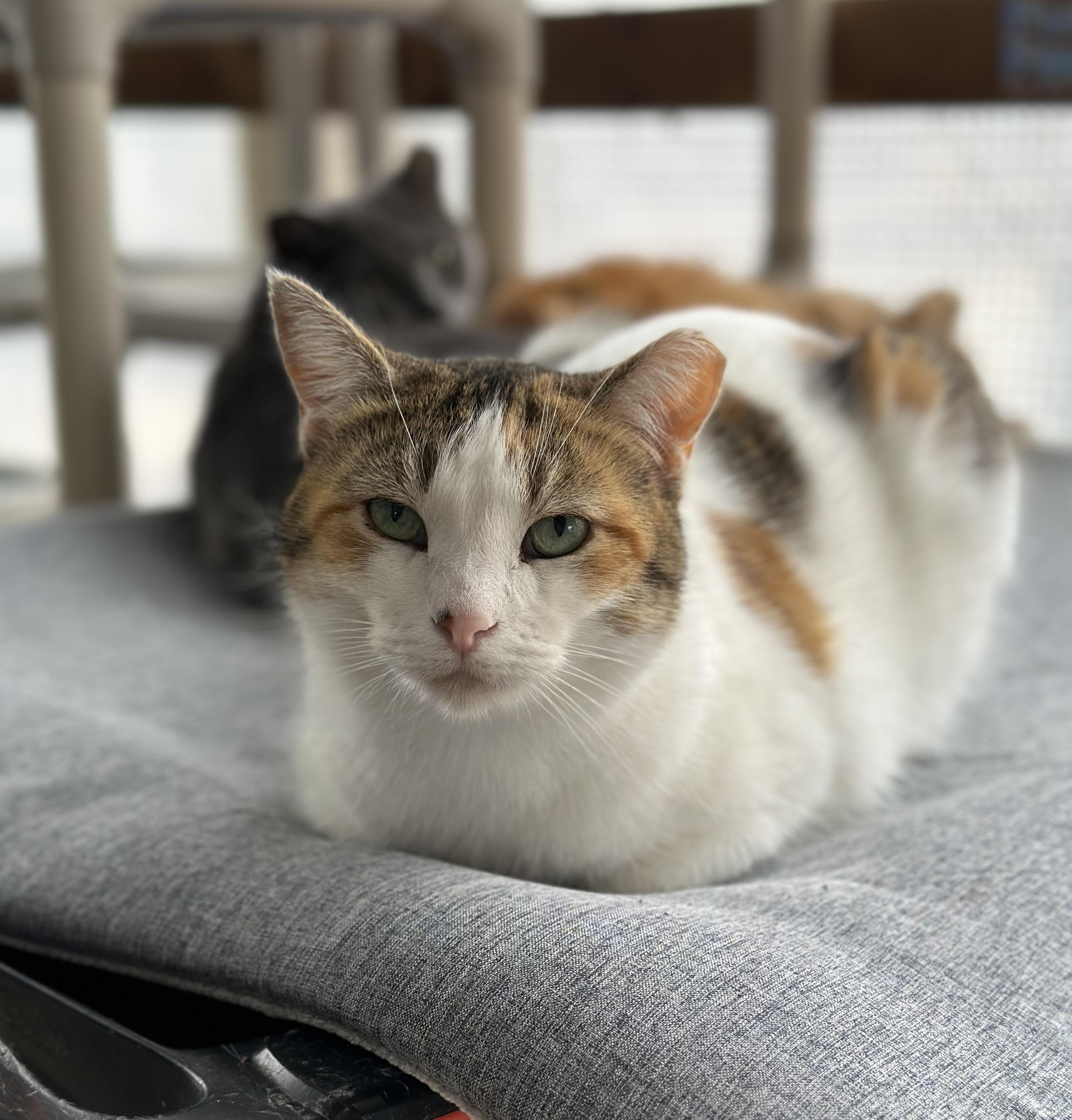 Autumn, a ADOPTABLE Domestic Short Hair in Faribault, MN image 5/5