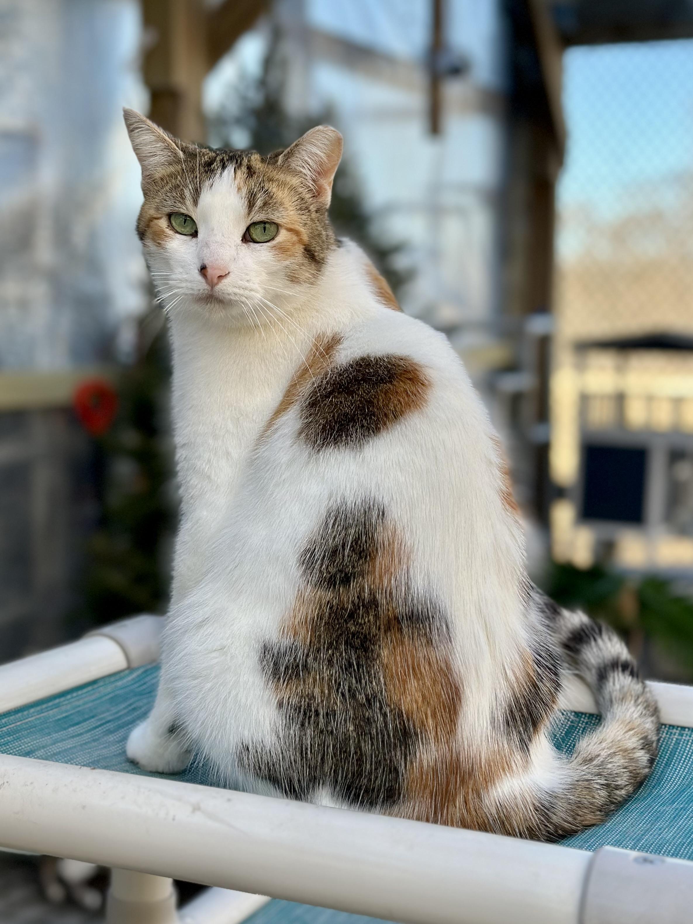 Autumn, a ADOPTABLE Domestic Short Hair in Faribault, MN image 1/5