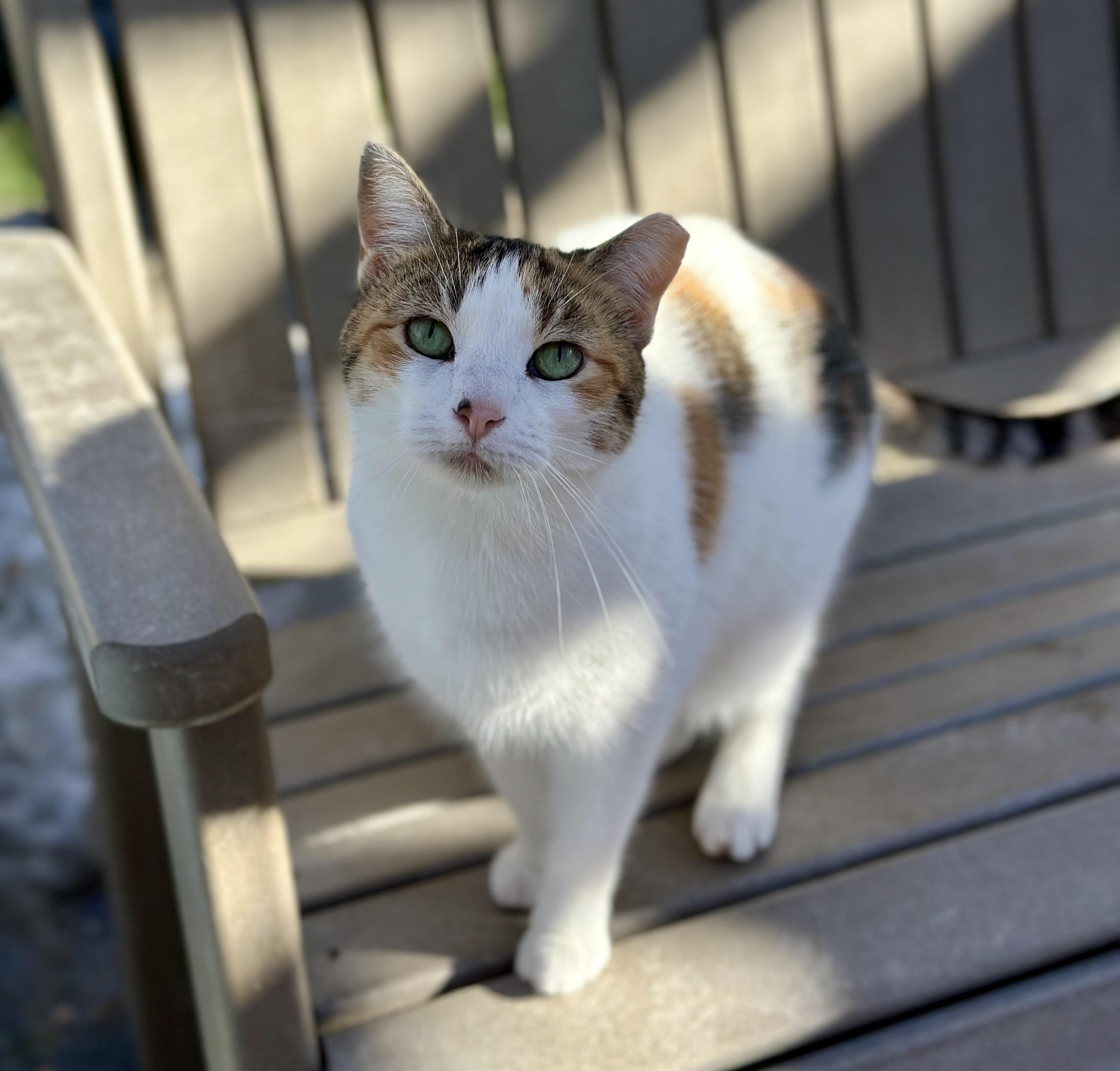 Autumn, a ADOPTABLE Domestic Short Hair in Faribault, MN image 2/5