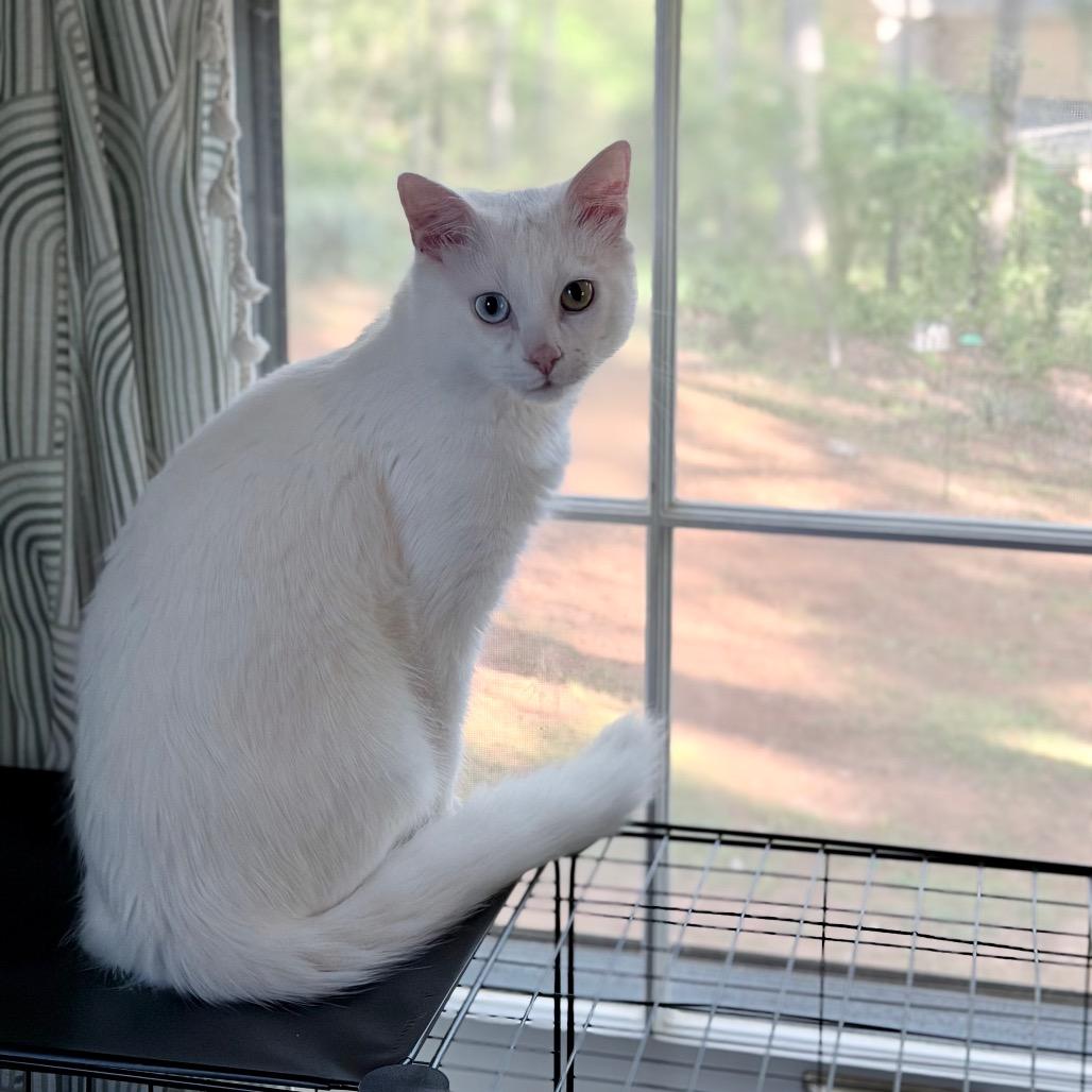 Jon Snow, Adoptable, Young Male Domestic Short Hair.