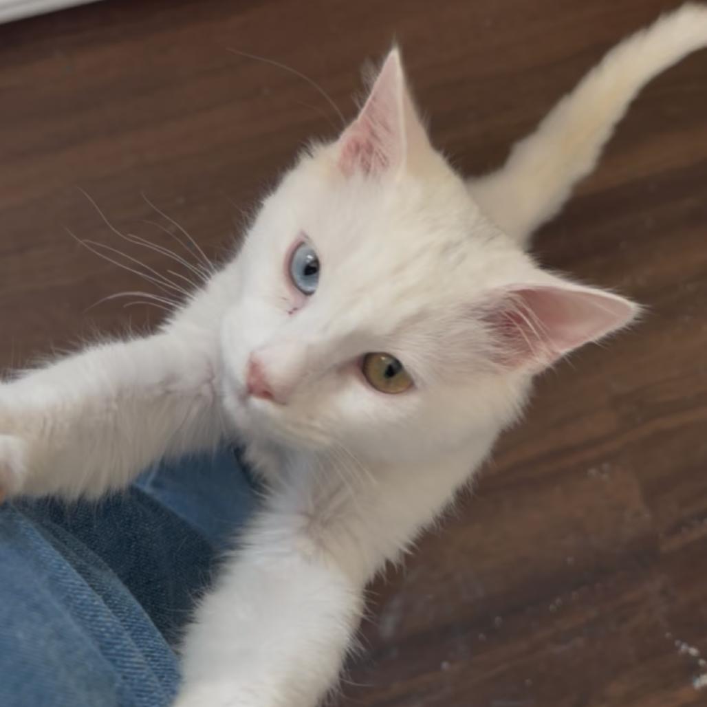 Enlarge Jon Snow, a Adoptable Domestic Short Hair in Cartersville, GA image 1/4