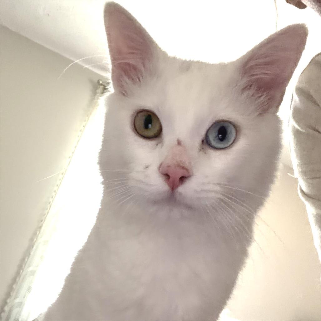 Enlarge Jon Snow, a Adoptable Domestic Short Hair in Cartersville, GA image 2/4