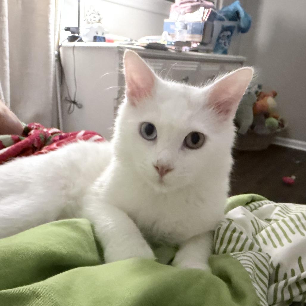 Enlarge Jon Snow, a Adoptable Domestic Short Hair in Cartersville, GA image 3/4