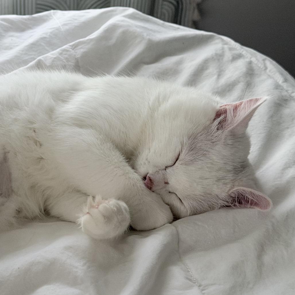 Enlarge Jon Snow, a Adoptable Domestic Short Hair in Cartersville, GA image 4/4