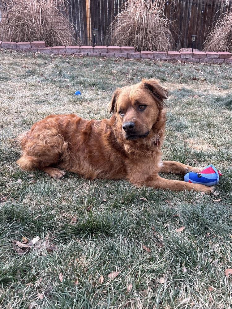 RED, Adoptable, Adult Male Golden Retriever.