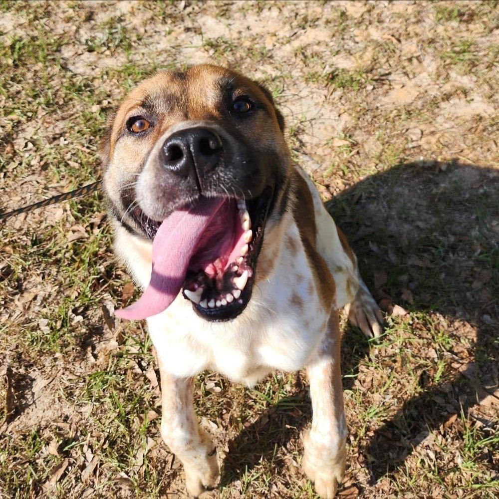Reeses, a Adoptable Australian Cattle Dog / Blue Heeler in Troy, AL image 1/3