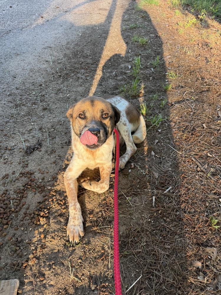 Reeses, a Adoptable Australian Cattle Dog / Blue Heeler in Troy, AL image 2/3