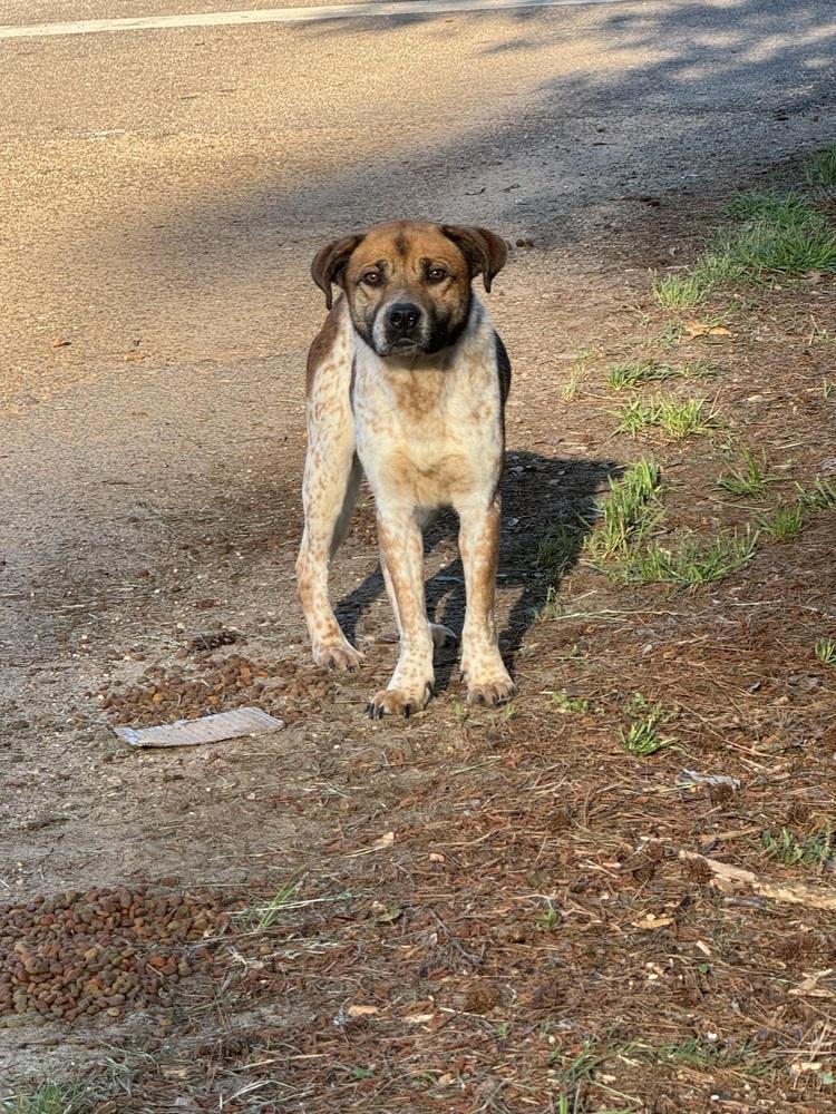 Reeses, a Adoptable Australian Cattle Dog / Blue Heeler in Troy, AL image 3/3
