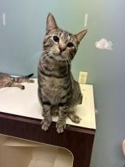 CHEWY, Adoptable, Young Male Domestic Short Hair.