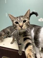 CHEWY, a Adoptable Domestic Short Hair in Chillicothe, OH image 2/3