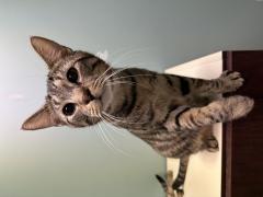CHEWY, a Adoptable Domestic Short Hair in Chillicothe, OH image 3/3