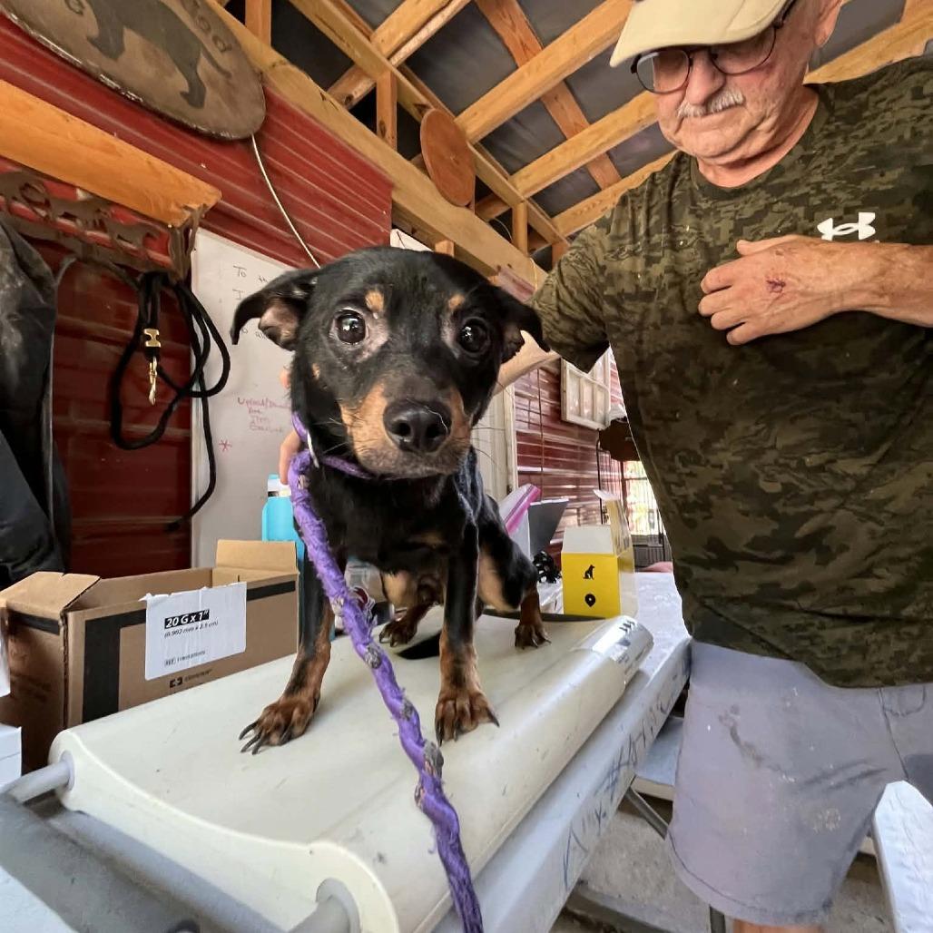 Ike, Adoptable, Adult Male Chihuahua & Miniature Pinscher.