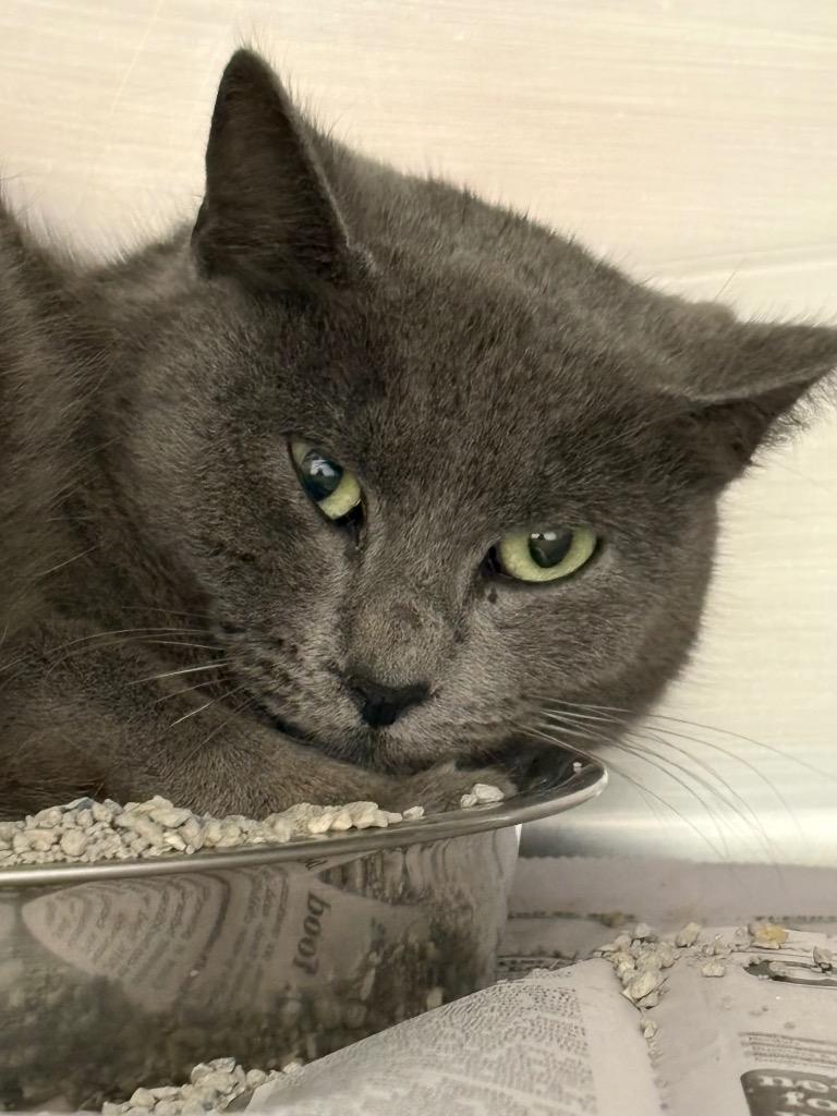 Rica Suave, Adoptable, Young Female Domestic Short Hair.