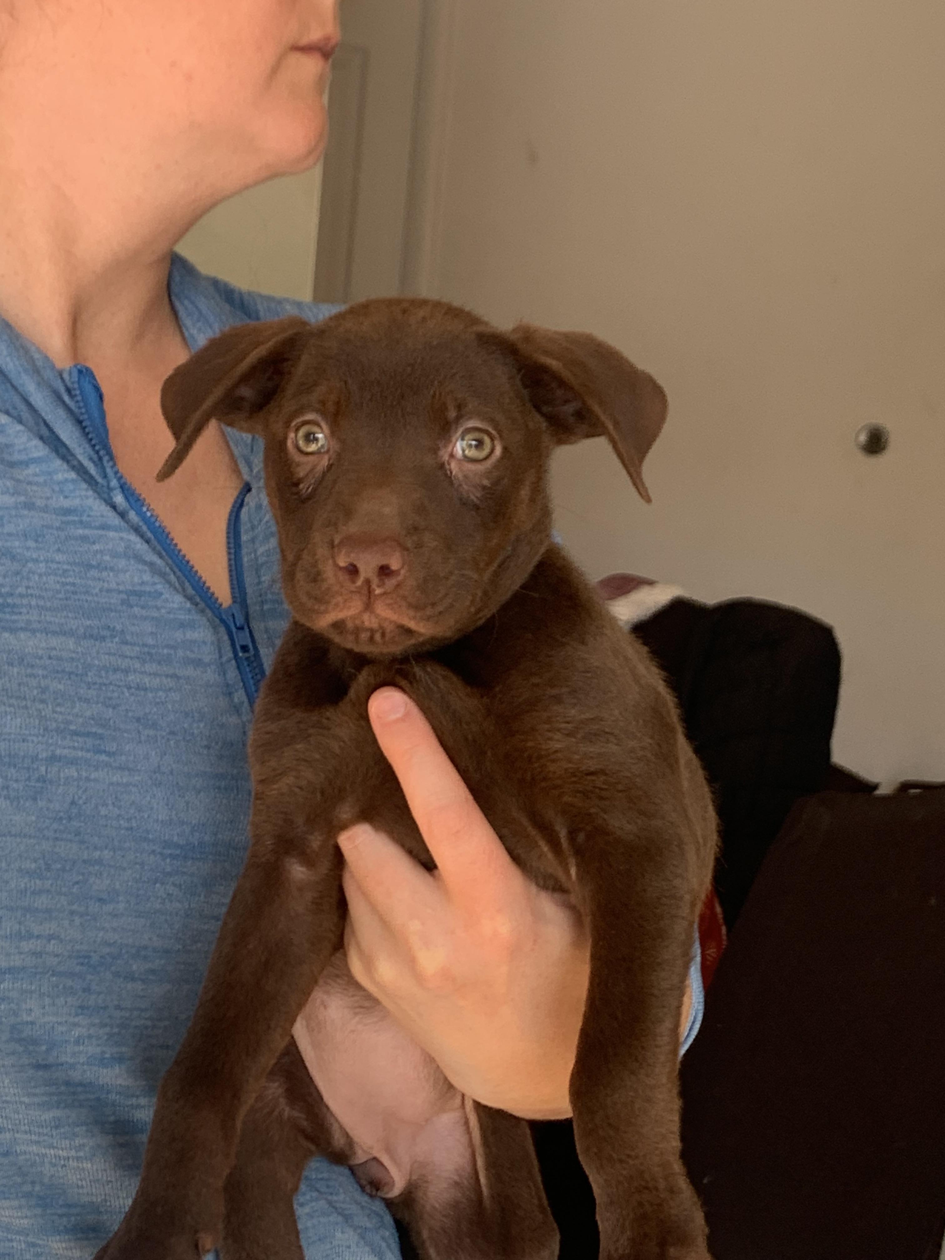 Enlarge Chocolate, a Adopted mixed breed in Troy, MI image 1/2