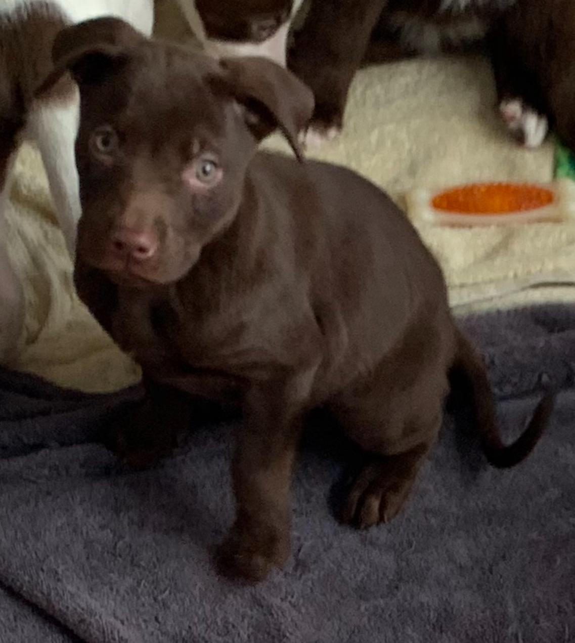 Enlarge Chocolate, a Adopted mixed breed in Troy, MI image 2/2