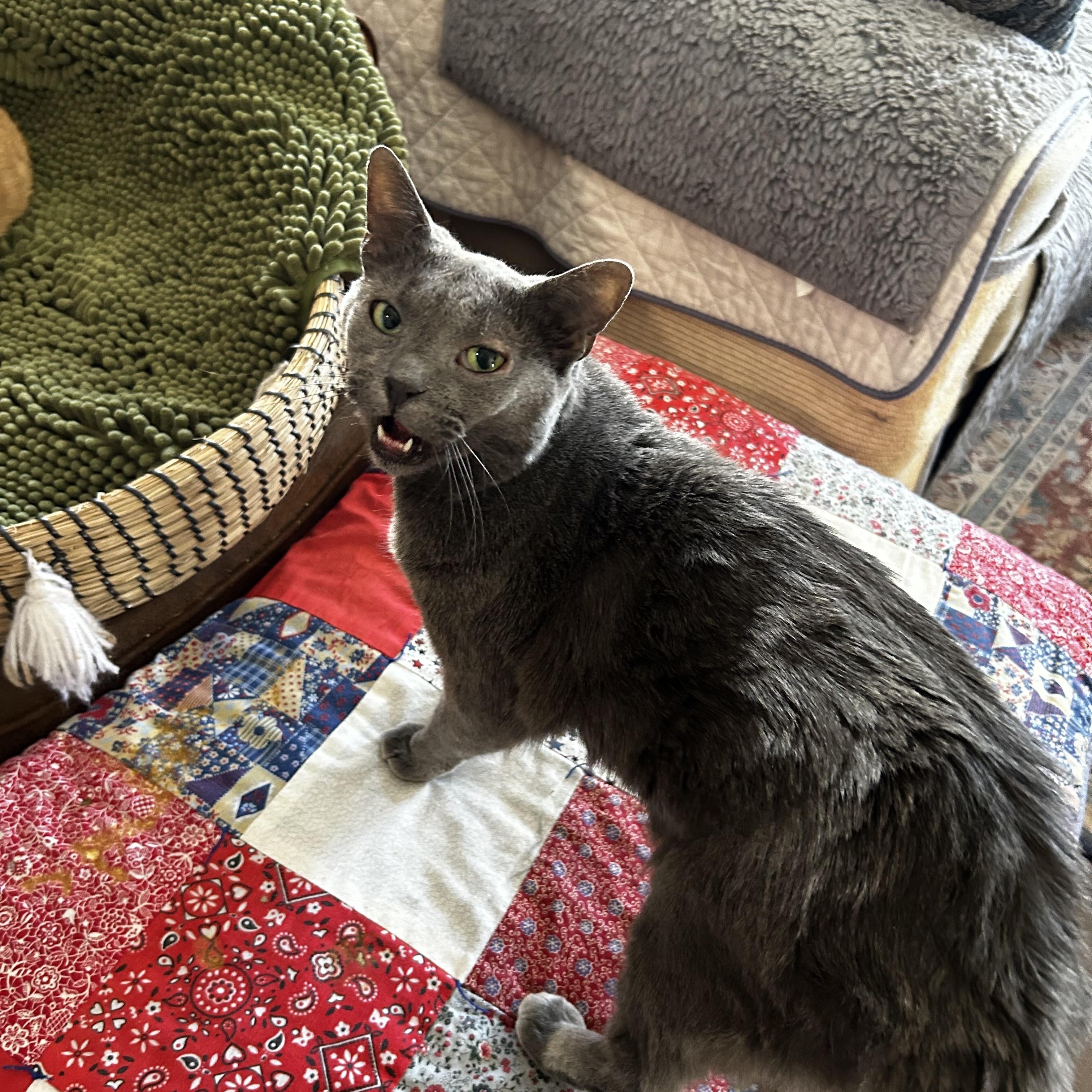 Pie, Adoptable, Adult Female Domestic Short Hair.