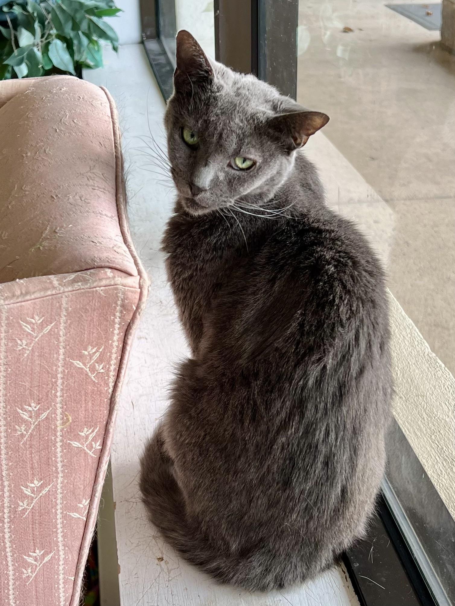 Enlarge Pie, a Adoptable Domestic Short Hair in Warminster, PA image 2/6