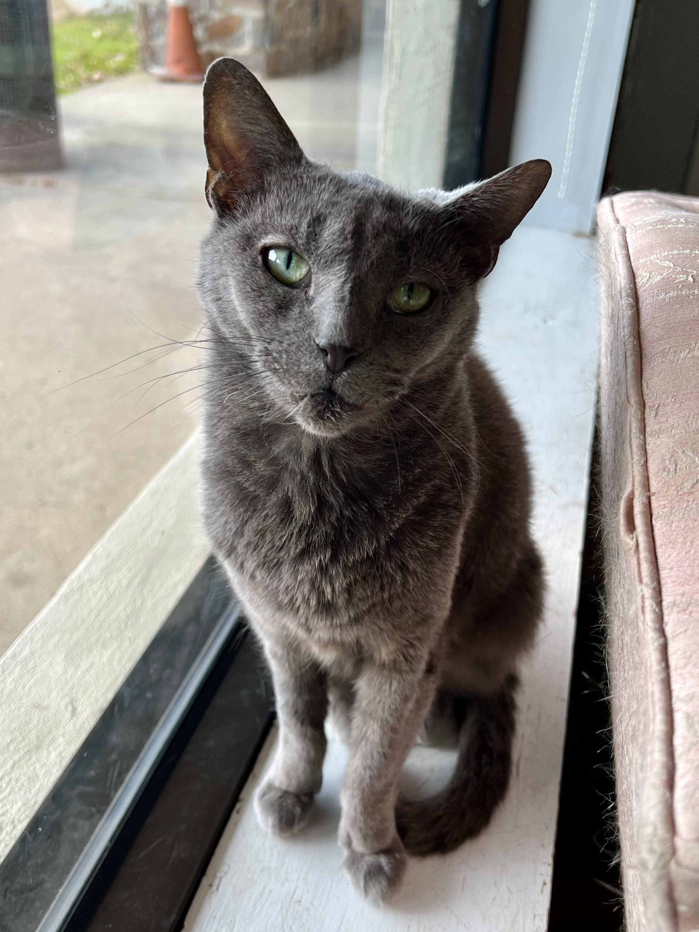 Enlarge Pie, a Adoptable Domestic Short Hair in Warminster, PA image 1/6