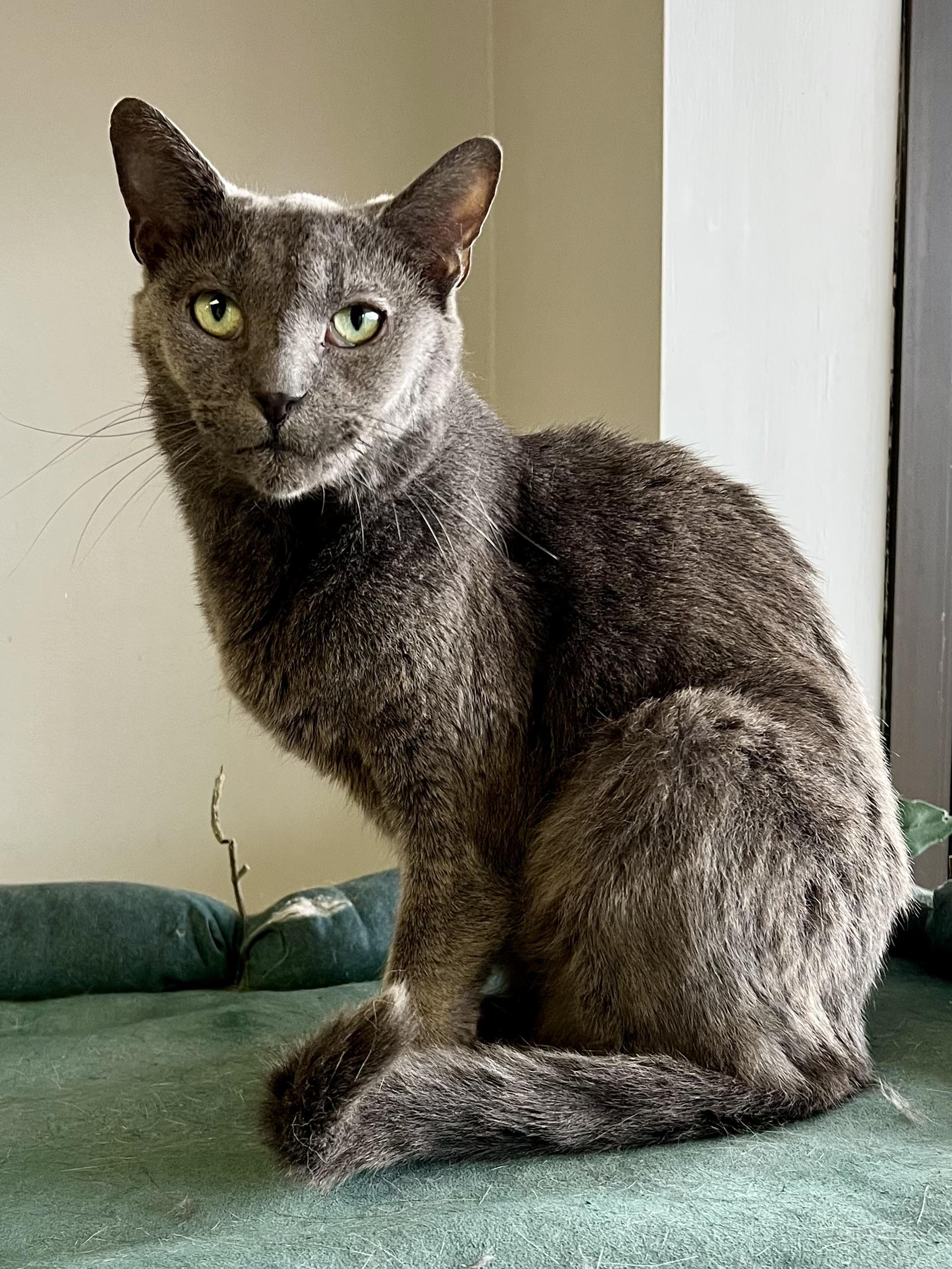 Enlarge Pie, a Adoptable Domestic Short Hair in Warminster, PA image 5/6