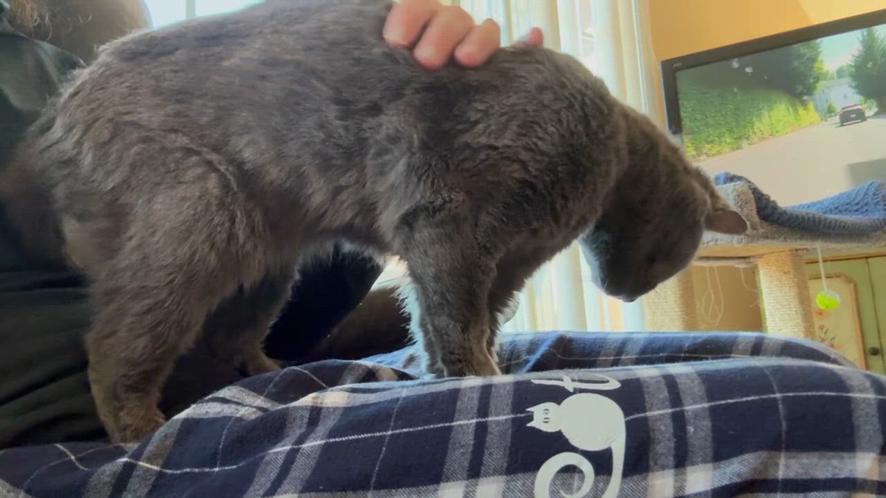 Enlarge Pie, a Adoptable Domestic Short Hair in Warminster, PA video 4/6