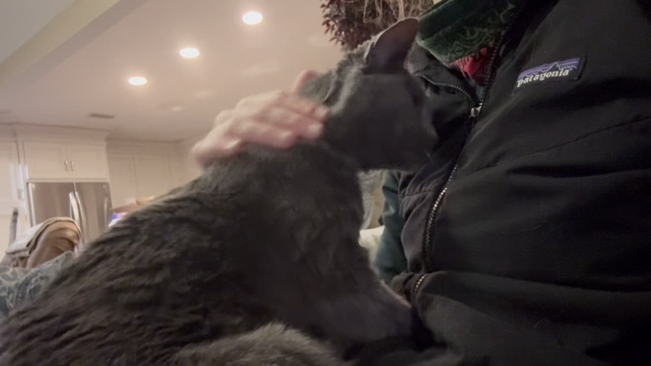 Enlarge Pie, a Adoptable Domestic Short Hair in Warminster, PA video 6/6