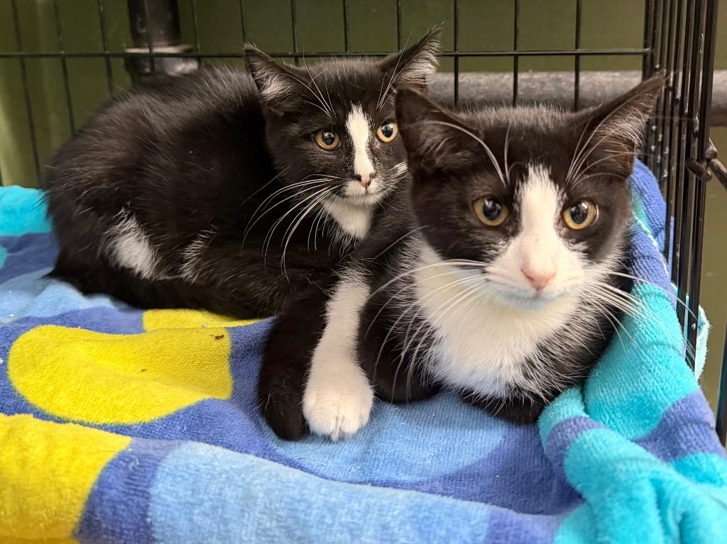 Cameron, Adoptable, Kitten Male Domestic Short Hair.