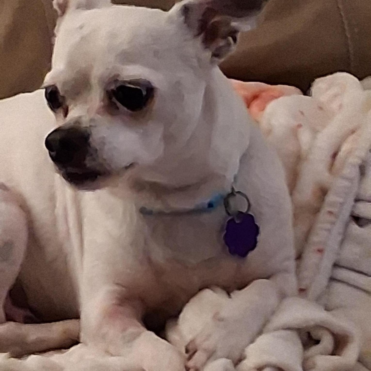 Tommy, ADOPTABLE, Adult Male Chihuahua.