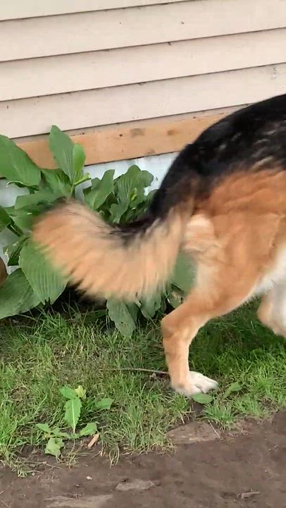 Enlarge Tommy, a ADOPTABLE mixed breed in Chatham, ON video 4/4