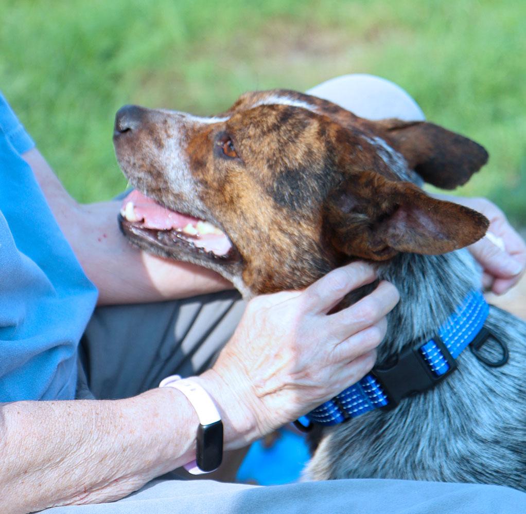 Enlarge Stitch (AO37141), a Adoptable mixed breed in Kansas City, KS image 2/6